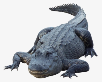 Crocodile Png - Alligator Png, Transparent Png, Transparent PNG