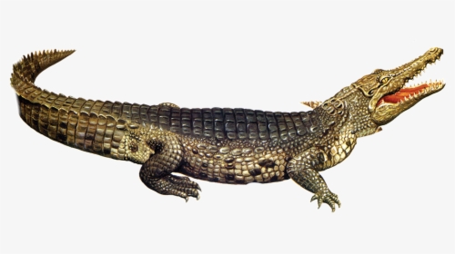 Transparent Baby Alligator Png - Crocodile Png, Png Download, Transparent PNG