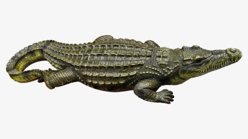 Alligator Png Free Download - ਜਾਨਵਰਾਂ ਦੇ ਨਾਮ, Transparent Png, Transparent PNG