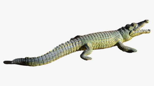 Alligator Png File - Répteis Png, Transparent Png, Transparent PNG