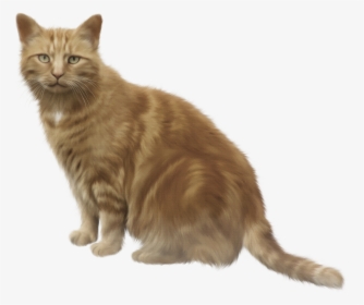 Kittens Clipart Brown Cat - Box Of Shit Cat Meme, HD Png Download, Transparent PNG