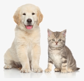 And Sitting Pet Dog Cat Kitten Clipart, HD Png Download, Transparent PNG