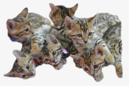 Bengal Kitten Png, Transparent Png, Transparent PNG