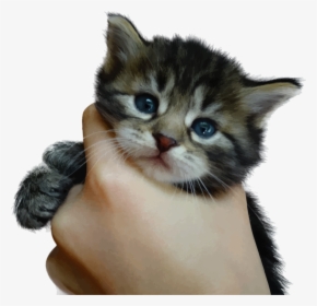 Clip Art Bengal Cat Cornish Rex - Png Cute Kitten, Transparent Png, Transparent PNG