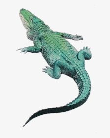 #crocodile #png #green #greenaestetic - Green Iguana, Transparent Png, Transparent PNG