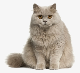 Cute Cat Transparent Image - Cute Cat Png, Png Download, Transparent PNG