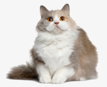 Cat Png File - British Semi Longhair Cat, Transparent Png, Transparent PNG