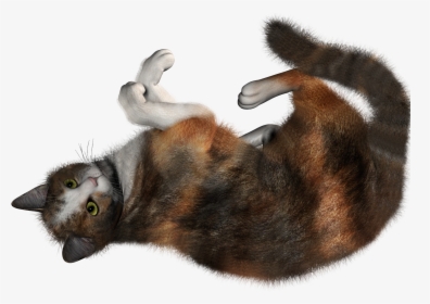 Cat Rolling Png, Transparent Png, Transparent PNG