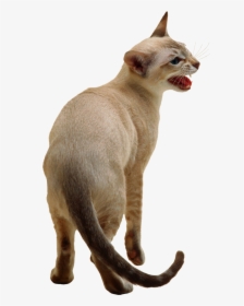 Cute Cat Png Image - Siamese Cat Transparent Background, Png Download, Transparent PNG