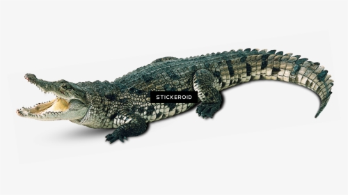 Transparent Background Alligator Png, Png Download, Transparent PNG