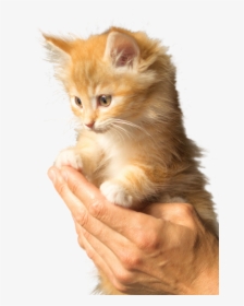 Cute Fluffy Orange Kitten, HD Png Download, Transparent PNG
