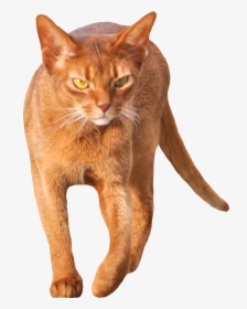 Free Cat Images - Walking Cat Png, Transparent Png, Transparent PNG