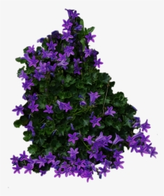 Bush Png Free Image Download - Flowers Top View Png, Transparent Png, Transparent PNG