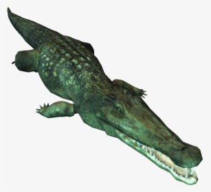 Saltwater Crocodile Png Image - American Alligators Clipart, Transparent Png, Transparent PNG