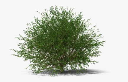 Shrub Transparent Image - Transparent Background Shrub Png, Png Download, Transparent PNG