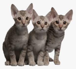 4 Cats Png - 5 Kucing, Transparent Png, Transparent PNG