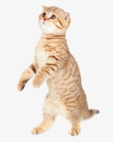 Cute Cat Png Pic - Cat Bouncing, Transparent Png, Transparent PNG