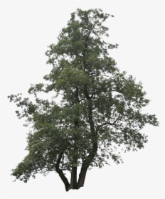 Cut Out Trees Png - Png Tree Cut Out, Transparent Png, Transparent PNG