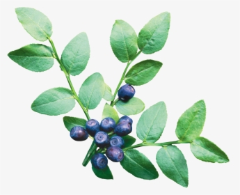 Download And Use Blueberries High Quality Png - Blueberry Bush Transparent Background, Png Download, Transparent PNG
