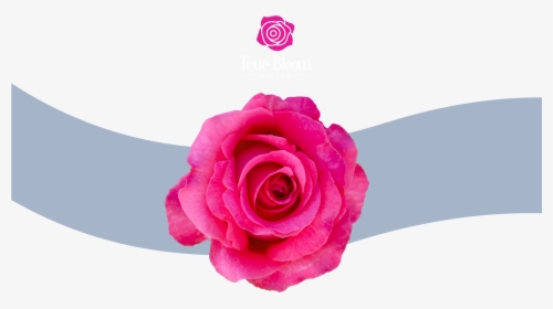 Rose Bush Png - Garden Roses, Transparent Png, Transparent PNG