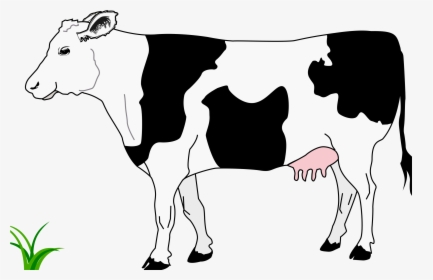 Black And White Image Of Cow, HD Png Download, Transparent PNG