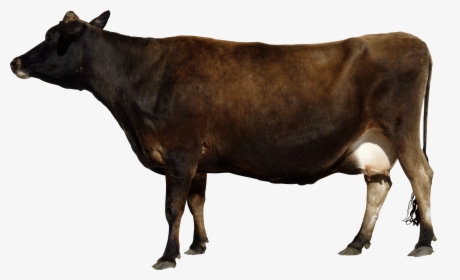 Download This High Resolution Cow Icon Clipart - Cow Png Side View, Transparent Png, Transparent PNG