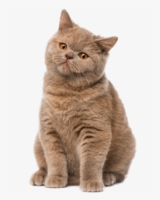 Cute Cat - Британская Кошка Окрасы, HD Png Download, Transparent PNG
