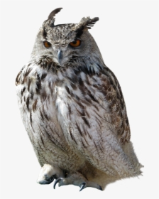Owl Png - Owl Transparent Background, Png Download, Transparent PNG