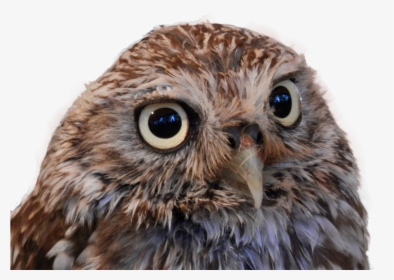 Transparent Burrowing Owl Clipart - Little Owl Png, Png Download, Transparent PNG
