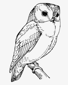 Laughing Owl Clip Arts - Black And White Barn Owl Clipart, HD Png Download, Transparent PNG