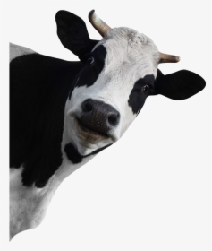 Funny Cow No Background, HD Png Download, Transparent PNG