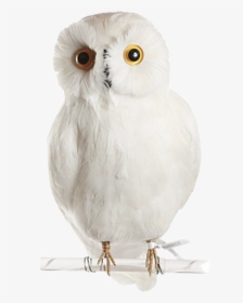 Owl Png Image - Snowy Owl, Transparent Png, Transparent PNG
