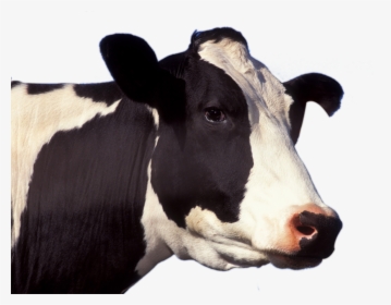 Cow Face Png Picture - Close Up Of Cow, Transparent Png, Transparent PNG