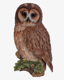 Owl Png Transparent - Tawny Owl Clipart, Png Download, Transparent PNG