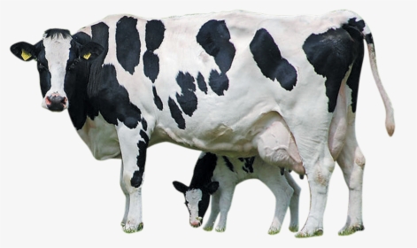 Holstein Cattle Calf Farm Livestock Dairy Transprent - Cow Images Hd Png, Transparent Png, Transparent PNG