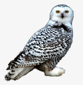 Snowy Owl Night Owl Clipart - Snowy Owl Transparent Png, Png Download, Transparent PNG