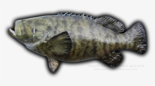 Striped Jewfish, HD Png Download, Transparent PNG