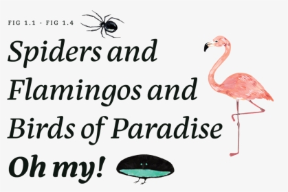 Spiders And Flamingos And Birds Of Paradise Oh My - Greater Flamingo, HD Png Download, Transparent PNG