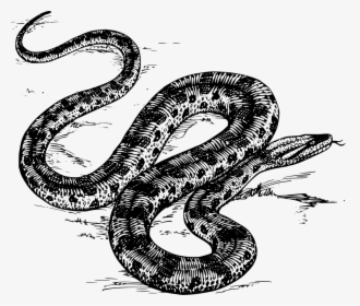 Anaconda In Black And White, HD Png Download, Transparent PNG