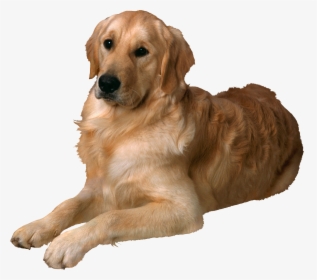 Image Dogs Puppy Free - Golden Retriever, HD Png Download, Transparent PNG