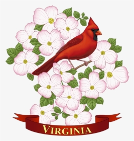 Virginia State Bird Drawing, HD Png Download, Transparent PNG