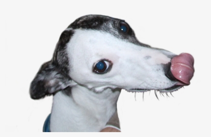 Whippet, HD Png Download, Transparent PNG