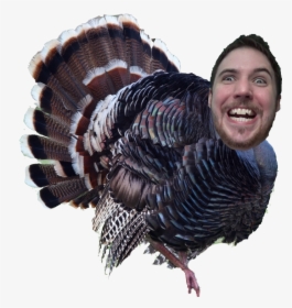 Transparent Wild Turkey Png, Png Download, Transparent PNG