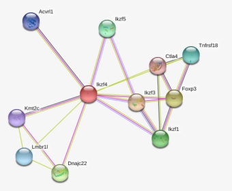 Ikzf4 Protein, HD Png Download, Transparent PNG