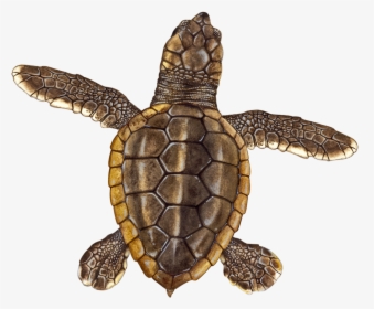 Loggerhead Hatchling - Hawksbill Sea Turtle, HD Png Download, Transparent PNG