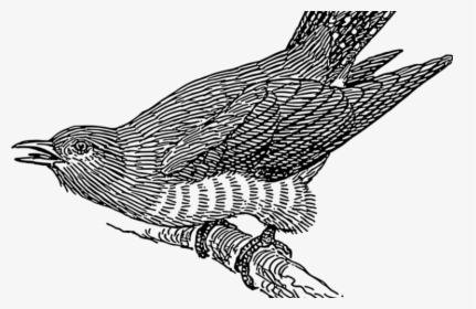 Caguama Png, Transparent Png, Transparent PNG