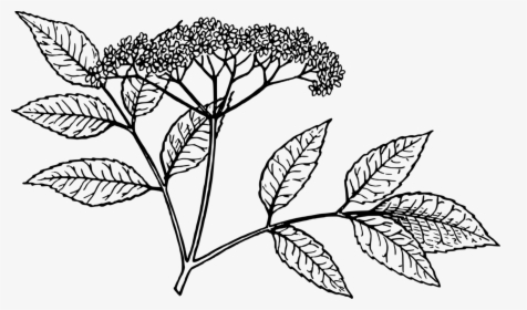 Elderflower Cordial Drawing Red Elderberry Tree Free - Elderberry Drawing, HD Png Download, Transparent PNG