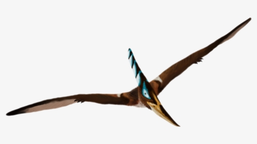Thumb Image - Transparent Background Pteranodon, HD Png Download, Transparent PNG