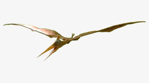 Pteranodon Female - Pteranodon Png, Transparent Png, Transparent PNG