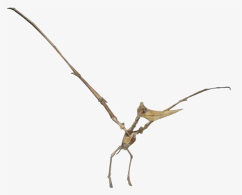 Pteranodon Female, HD Png Download, Transparent PNG